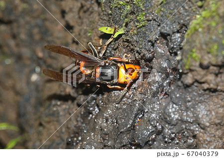 オオスズメバチ 67040379