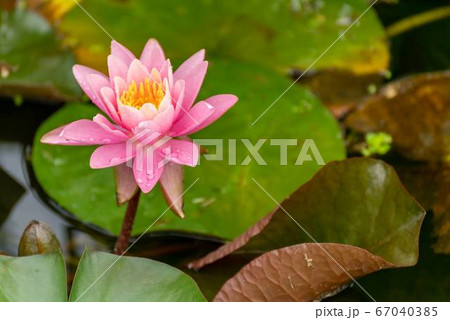 蓮の花 蓮の花 67040385
