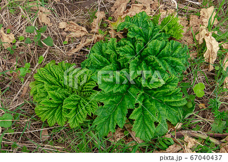 Young sprout of a poisonous and dangerous plant Heracleum sosnowskyi. Young sprout of a poisonous and dangerous plant Heracleum sosnowskyi. 67040437