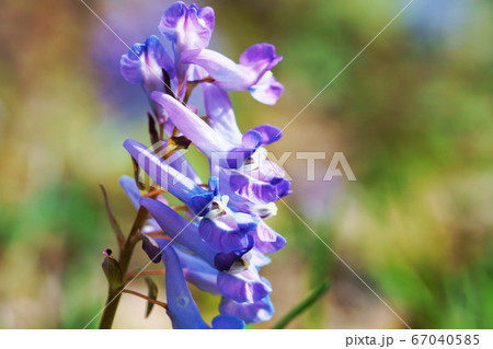 青紫色の花"エゾエンゴサク　 67040585