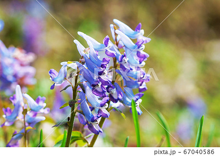 青紫色の花"エゾエンゴサク　 67040586