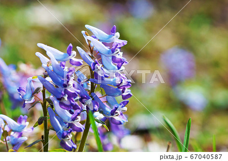青紫色の花"エゾエンゴサク　 67040587