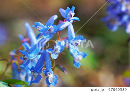 青紫色の花"エゾエンゴサク　 67040589