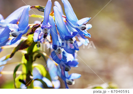 青紫色の花"エゾエンゴサク 青紫色の花"エゾエンゴサク 67040591