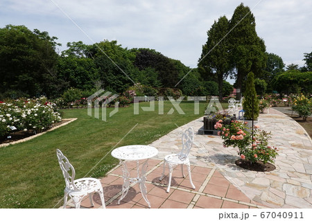 雪印種苗バラ見本園（札幌市厚別区） 67040911