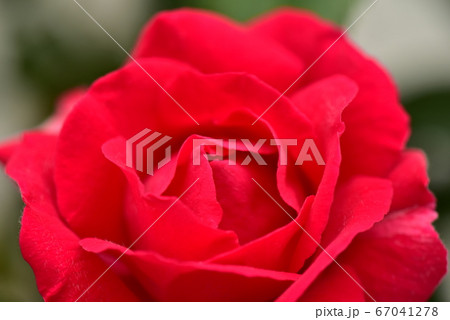 薔薇 67041278