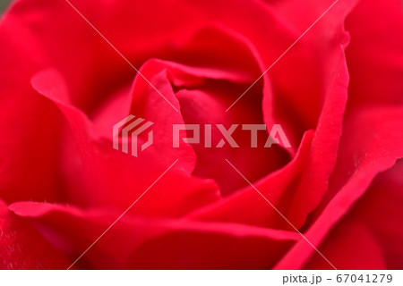 薔薇 67041279