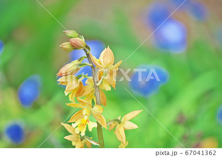 黄色いエビネの花 黄色いエビネの花 67041362