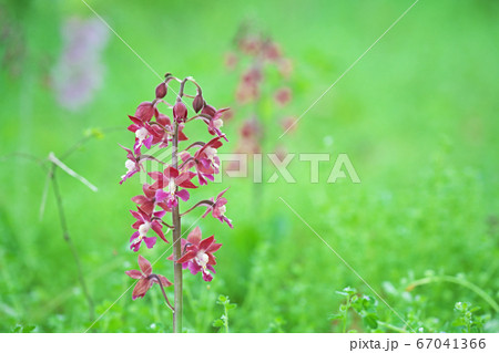 紫色のエビネの花 紫色のエビネの花 67041366