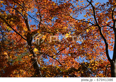 湯西川温泉の紅葉　　＃20 67041386