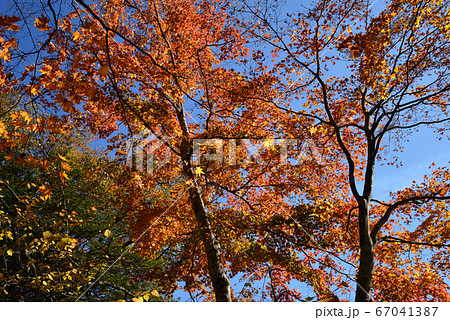 湯西川温泉の紅葉 #19 湯西川温泉の紅葉 #19 67041387