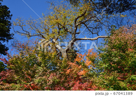 湯西川温泉の紅葉　　＃17 67041389