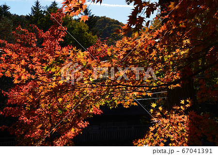 湯西川温泉の紅葉　　＃15 67041391