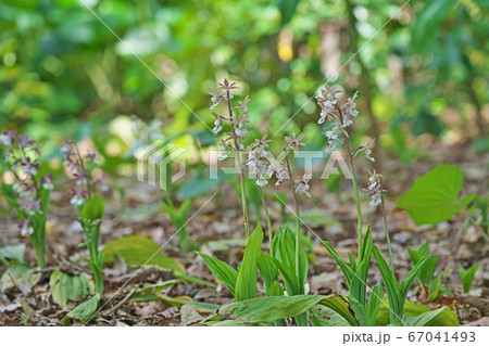 薄紫色のエビネの花 薄紫色のエビネの花 67041493