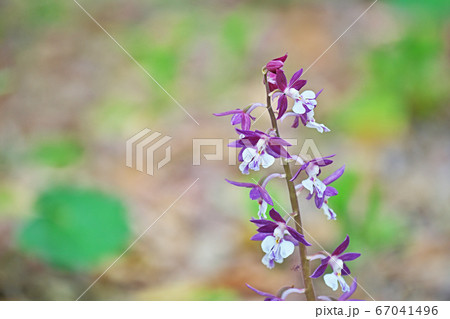 紫色のエビネの花の写真素材