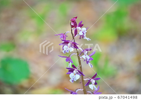 紫色のエビネの花 紫色のエビネの花 67041498