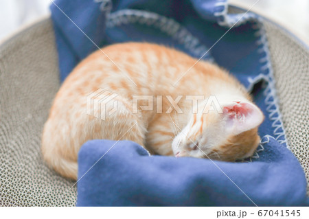 爪とぎの上で寝てしまった茶トラの可愛い子猫 爪とぎの上で寝てしまった茶トラの可愛い子猫 67041545