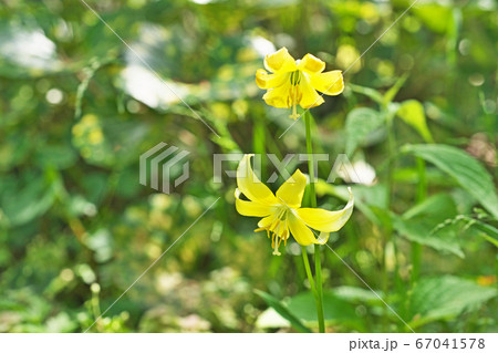 キバナカタクリの花 キバナカタクリの花 67041578