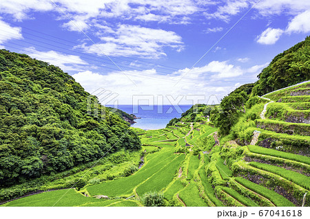 夏の緑が美しい浜野浦の棚田(佐賀県玄海町) 夏の緑が美しい浜野浦の棚田(佐賀県玄海町) 67041618