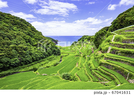 夏の緑が美しい浜野浦の棚田（佐賀県玄海町）の写真素材 [67041631