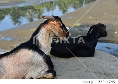 バングラデシュのコックスバザール　海岸沿いの漁村と干潮の海　砂浜に座る山羊の親子と可愛い子山羊 67041745