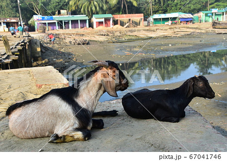 バングラデシュのコックスバザール　海岸沿いの漁村と干潮の海　砂浜に座る山羊の親子と可愛い子山羊 67041746