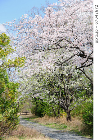大高緑地の桜 67042672