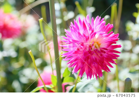 ダリアの花 ダリアの花 67043575