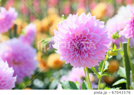 ダリアの花 ダリアの花 67043576