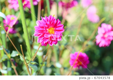 ダリアの花 ダリアの花 67043578