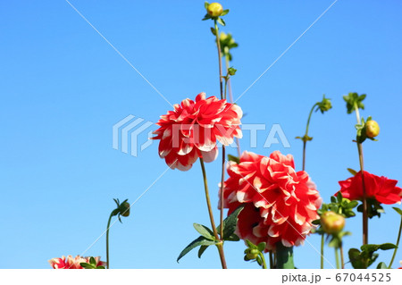 ダリアの花 67044525