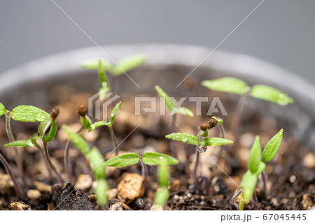 ミニトマト アイコの発芽の写真素材