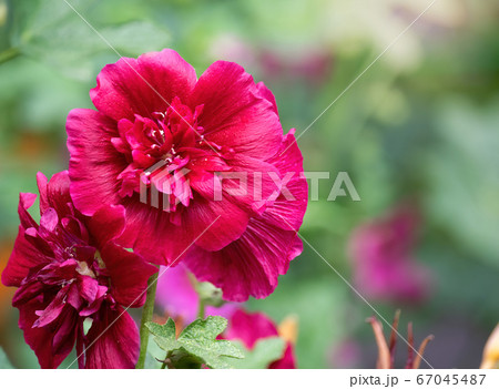 Purple mallow in sunny day 67045487