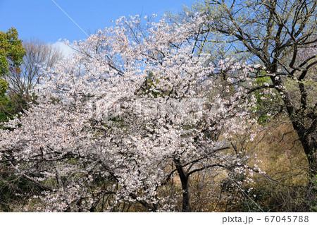 大高緑地公園の桜 67045788