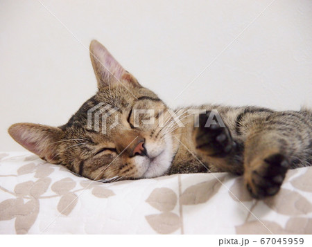ネコ 67045959