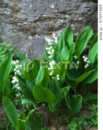 スズランの小さい白い花の写真素材