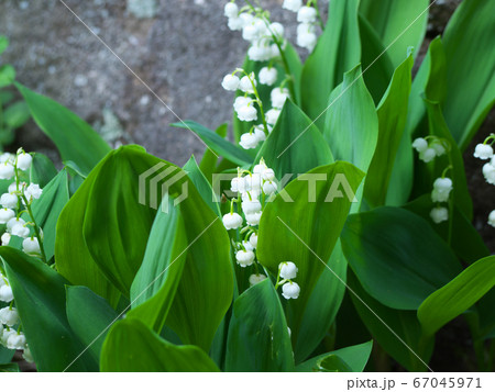 スズランの小さい白い花の写真素材