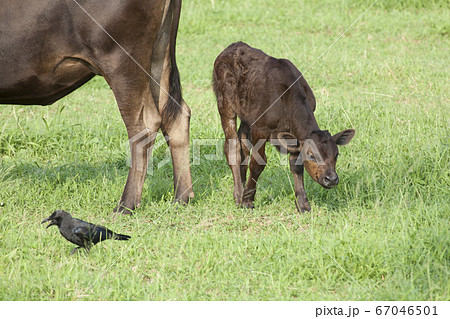 黒毛和牛の子牛 67046501