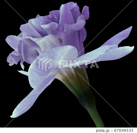Narcissus violet flower isolated on black 67046535