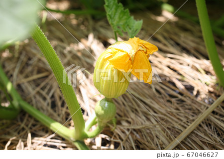カボチャの雌花の写真素材
