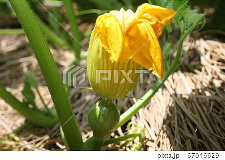 カボチャの雌花の写真素材