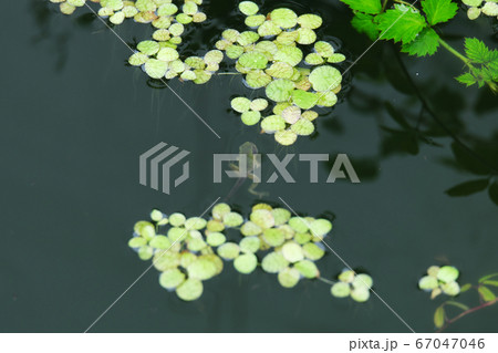 息継ぎをする尻尾の生えたカエル 67047046