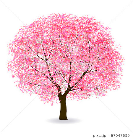 桜　春　花　アイコン 67047639