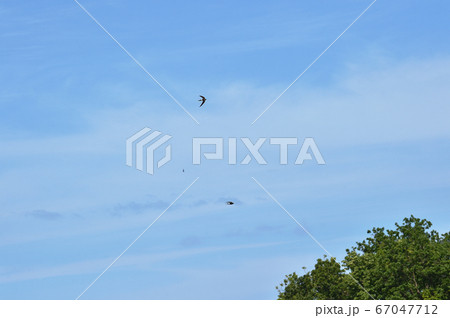 空を飛ぶアマツバメの群れ（北海道・知床） 67047712