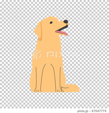拉布拉多犬坐 67047774
