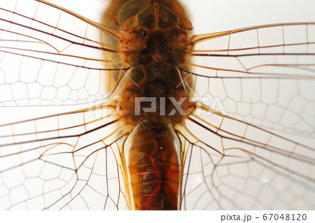 アカトンボの羽のアップ アカトンボの羽のアップ 67048120