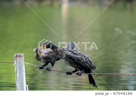 2羽で戯れ合う河鵜の写真素材