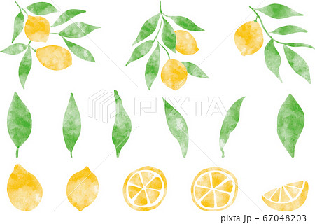 レモンと葉っぱ 単体 水彩のイラスト素材