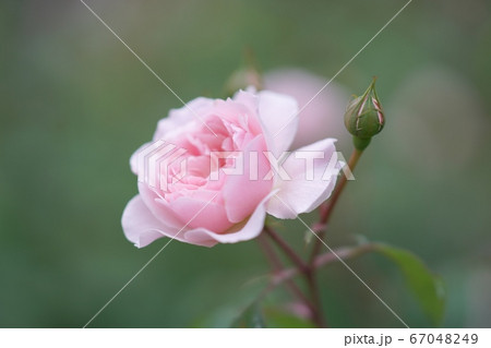 美しい薔薇園 67048249