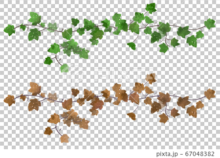 植物 色違い つた イラスト 葉っぱ 植物 色違い つた イラスト 葉っぱ 67048382